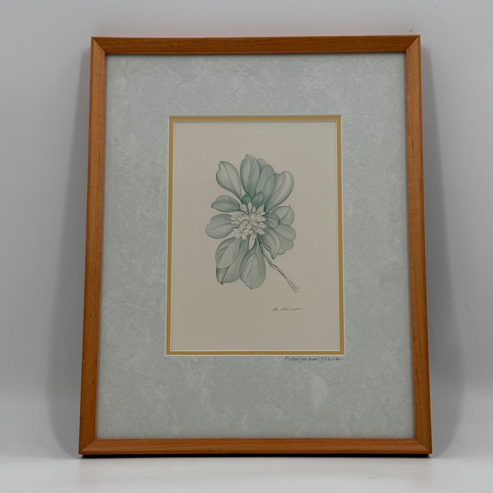 Margot Weemaes 1981 Pittosporum Tobira Botanical Portfolio Print
